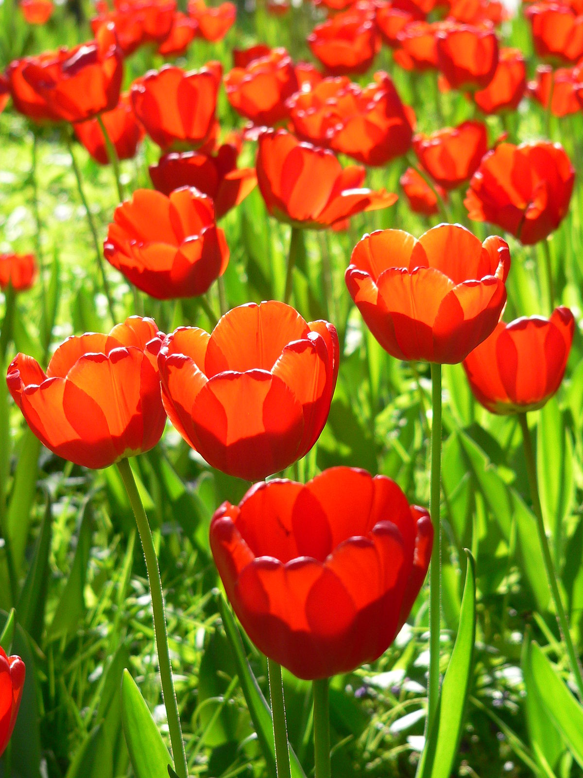  magyar tulipán